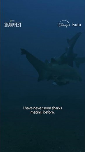 This is how sharks mate #SharkFest