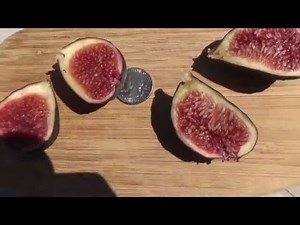2016 Backyard Fruit Tree Project - Episode #6 Violette de Bordeaux Fig Tree Breba Crop