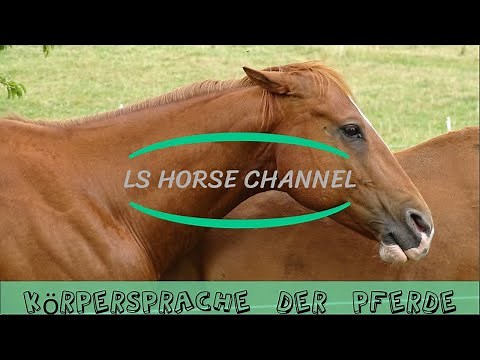 Pferdewissen - Körpersprache - Pferdesprache - Lehrvideo Pferd