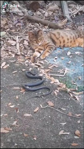 Cat vs Snake Video - Graphic Content Warning!