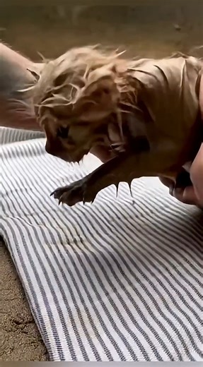 Man Rescues a Kitten Stuck in Mud and Gives It a New Life | Baby Cat