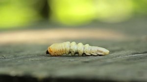 Bark beetle larva.Larvae bark beetle.