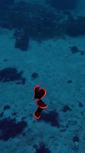 56K views · 837 reactions | Sea Slug  by @luchi.in.the.jungle | Visual Cortex | Facebook