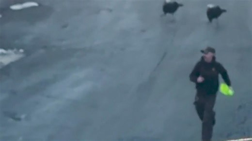 UPS driver chased by wild turkeys