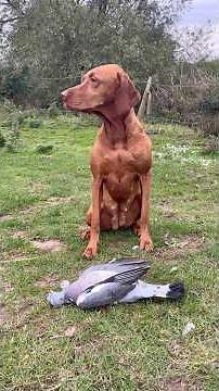 Hungarian Viszla hunting #working dog #hunting #falconry #vizsla #skills #team #dog