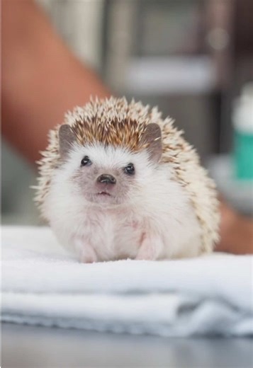 We got exclusive access to what happens in Dr Bobby’s practice.. here he treats a spikey little patient, Ralph! See more of Dr Bobby in The Big Pet Project on the RTE Player and YouTube 🦔 #thebigpetproject #hedgehog #africanpygmyhedgehog #veterinary #vetclinic