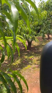 11K views · 253 reactions | Want to learn all about Pearson Farm peaches? Go right to the source! Introducing: Truckside with Lawton — a brand-new summer series that invites you to ride along and learn about our family farm, from the farmer’s point-of-view. In this episode, Lawton shows us how the peaches are doing after yesterday's crazy weather. | Pearson Farm | Facebook