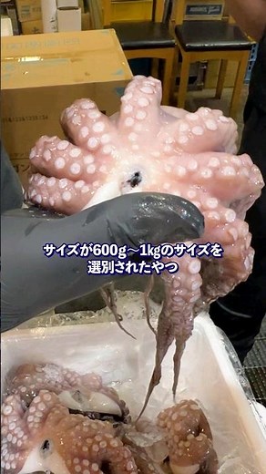 【必見】タコ王直伝❗旨いタコの選び方#タコ釣り#たこ焼き #海鮮