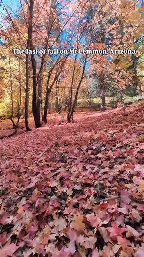 The last of fall on Mt Lemmon, Arizona. First snowflakes in the forecast for 11-14-25🍁 ❄️ | Mt. Lemmon Hotel