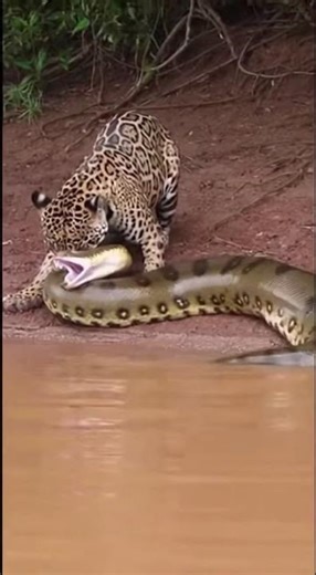 Jaguar domina a una anaconda en el Amazonas | Enfrentamiento salvaje en la selva
