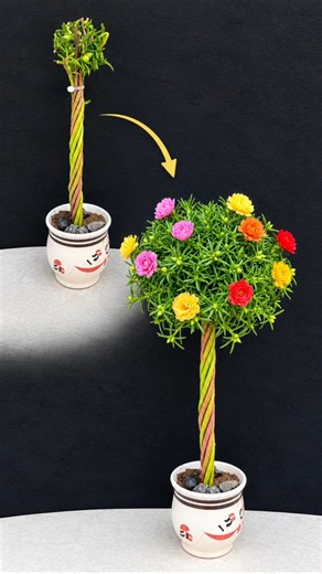 Mossrose mini tree diy 🌲🌸. #mossrose #portulaca #shortvideo #diy