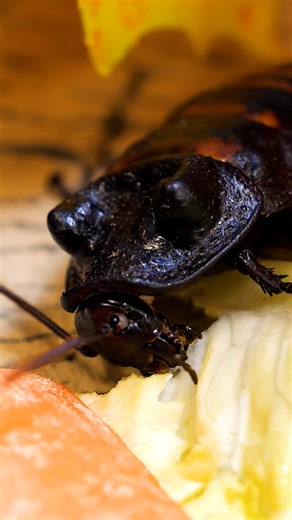 Madagascar hissing cockroach and African millepede eat at the Minnesota Zoo.