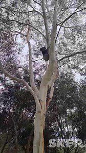 45K views · 4.8K reactions | When it comes to koalas in back yards...