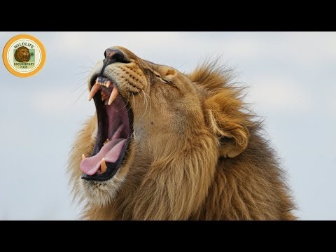 Fangs, Jaws, & Fury Ultimate Predator Showdown World's Deadliest MEGA EPISODE