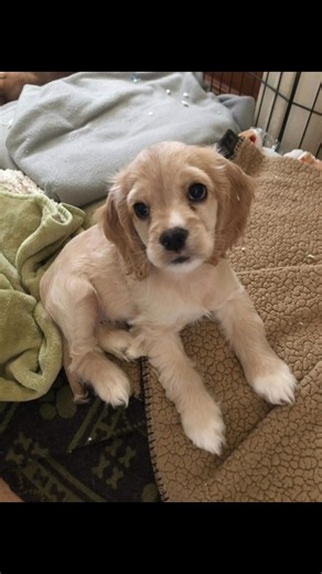 PUPPIES ALERT! We've got a whole crew of adorable fur babies looking for their forever homes! These cuties were strays we took in, and now they need a loving family to give them the life they deserve. Plus, their momma is looking for a new home too! If you're ready to add some joy and snuggles to your life, message us! Let's find these little furballs their purrfect forever homes! | Cocker spaniel for Adoption & Rehoming