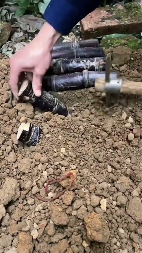 Black Sugarcane: The Only Stick You’ll Ever Want to Chew On 🎋🦷 #herbalism #farming #gardening