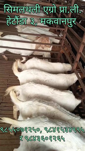 😍सादर निमन्त्रणा : उन्नत जातका बाख्राका बीउ पाठापाठि खरिद/शैक्षिक/अध्ययन/अवलोकन भ्रमण/बाख्रापालन तालिम/फिल्म सुटिङ्/साहित्य सिर्जना/लेखन तथा मनारम दृश्यावलाेकनका लागि सुिवधायुक्त र उपयुक्त ठाउँ । 9855071250, 9841534995 र 9743601265 #goviral #simalthaliagro #goatfarmingnepal #creatersearchinsights #foryoupage