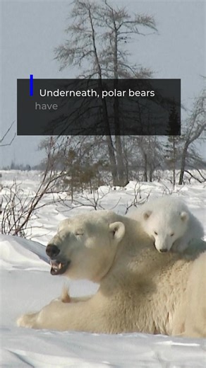 Did you know? Polar bear fur isn’t actually white. Each hair is clear and hollow, scattering light to appear white, while black skin underneath helps absorb heat. | Arctic Research Foundation