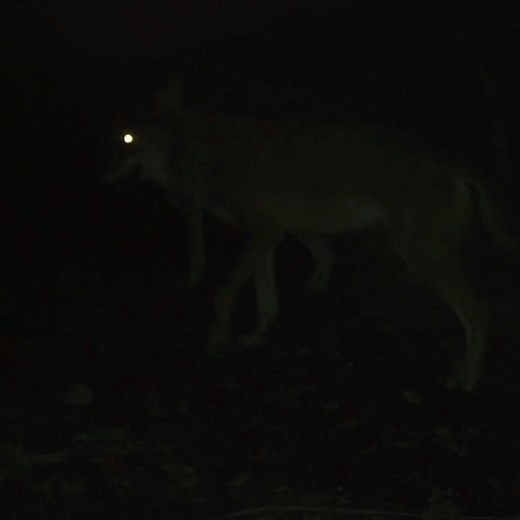 Eyes that glow in the pitch-black night make for many a scary tale. But why do wolves' eyes glow in the dark? Wolves have a special light-reflecting surface right behind their retinas called the tapetum lucidum that helps animals see better in the dark. When light enters the eye, it's supposed to hit a photoreceptor that transmits the information to the brain. But sometimes the light doesn't hit the photoreceptor, so the tapetum lucidum acts as a mirror to bounce it back for a second chance. Lea