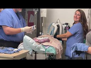 French bulldog c section / Bulldog Frances cesaría