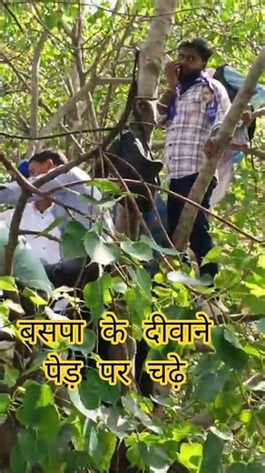 BSP government in UP, BSP fanatics climbed the tree #Amarsingh_Buddhist #trending #news #shortvideo