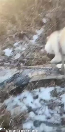 I never planned on wolves saving my life… but they did, the moment I met a wolf called Farley in a tiny fox cage as a youth at a fur farm, and I knew I had to save him... Years ago, when everything fell apart and the world went silent, the only heartbeat that stayed with me was theirs. They didn’t judge me. They didn’t ask me to be strong. They just… stayed. And that’s how this outreach began. A broken girl, a pack of wolves, and the decision to turn pain into purpose. If you’re reading this? yo