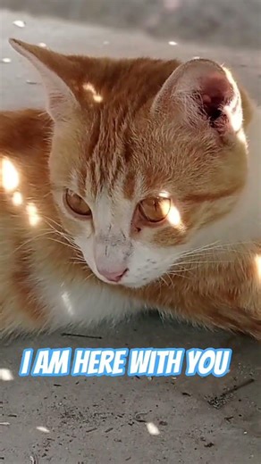 Cute Cat Friends and Love Cat #catshorts