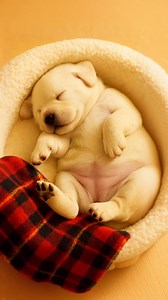 2 week old Labrador nap time! | Life With Labradors