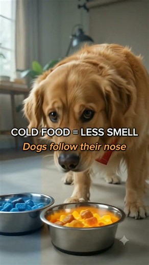 Cold Food Could Be Why Your Dog Won't Eat! #DogTips #DogHealth #GoldenRetriever