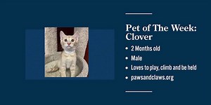 Midwest Access- Pet of The Week: Clover