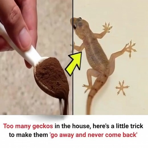Too many geckos in the house, here's a little trick to make them 'go away and never come back' | Blog BNews TV