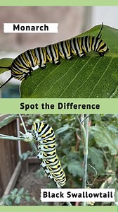 9.8K views · 88 reactions |  Monarch (Danaus plexippus) vs black...
