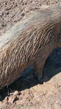 This Pig Keeps Making Her Own Mud Bath 😂 | 191 Animal Rescue – Morganton NC