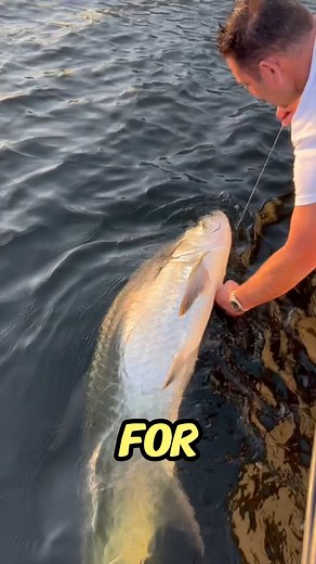 Florida Mullet Migration brought the big tarpon with them. #livebait #tarponfishing #fishingislife | The Mullet Run