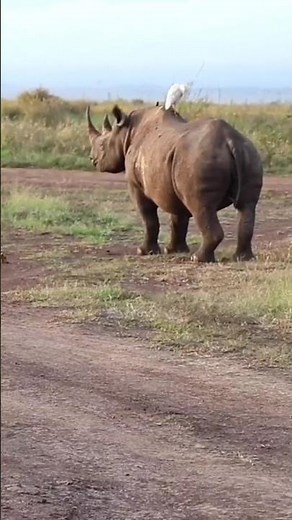 Black Rhinoceros: Africa's Endangered Giant 🦏#animals #BlackRhinoceros #blackrhino