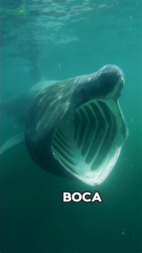 These are the unique species of sharks #viralvideo