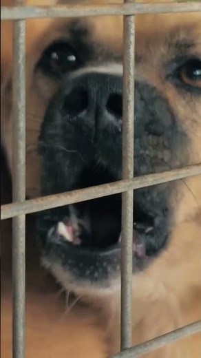 The Truth About Shelter Adoptions (Most Will Be Surprised)