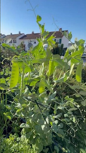 More Snow Peas from My Balcony 🫛 | Zuckererbsen vom Balkon