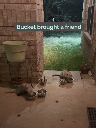 Bucket lesson: familiar feels safer. Sometimes customers don’t need more pressure. They need more proof that they understand who you are, what you do, and why it matters. That’s what clear messaging does. It makes your business feel easier to approach. Even Bucket knows it’s easier to show up when someone else already trusts the porch. 😊 #BucketLesson #MarketingClarity #SmallBusinessMarketing #BrandMessaging #MakeItMemorable