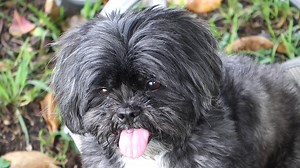 4.3K views · 187 reactions | Happy Sunday, Shih Tzu Rescue...