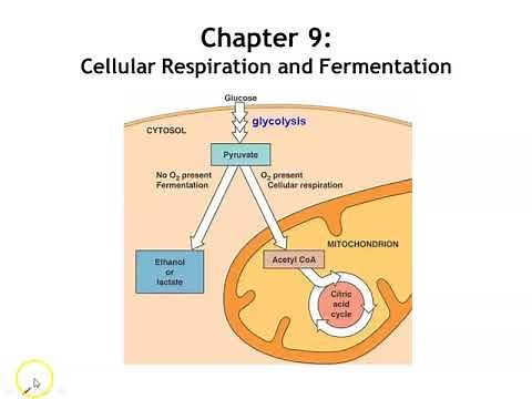 Chapter 9: Cellular Respiration & Fermentation