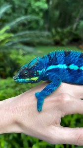 Blown away by the deep blue colors on this panther chameleon at @chameleon_dad! 🤯💙 TRR is made possible by @redlineshipping #bluechameleon #pantherchameleon #furciferpardalis #chameleon #lizard #reptile #reptilepets #reptilefanatics #reptilekeeper #herpetology #herpetoculture #thereptilereport #thereptilereportofficial | The Reptile Report