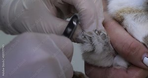 Trimming the claws of a rabbit on the paw close-up. In a veterinary clinic, a doctor trims the long toenails of a rabbit. The concept of the reception of rodents.