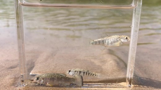 476 reactions · 40 shares |  For the Red River pupfish, a small,...