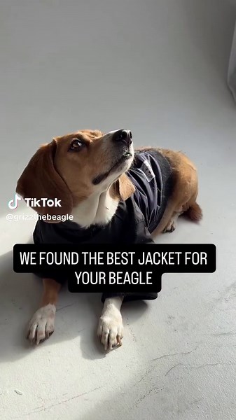 Introducing… BEAGLE FACE ZIP UPS 🔥 This zip up is designed specifically for beagles but will fit multiple dogs as well! As beagle owners, we understand what beagles need: 1) Hair resistant outer shell - we know beagles shed a lot… maybe more than a lot! We designed a jacket that will not easily attract fur and even if it does, just swipe it away with one hand ✋ 2) Look how well it hugs the beagles body with being constricting! We measured multiple beagles bodies to create the perfect zip up! 🥰