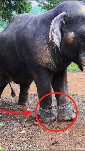 Elephant is the biggest live animal in the world please save the elephant please improve elephant