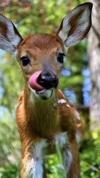 Cats, dogs, pets, animal lover #animals #funny #cat #animallife #cute