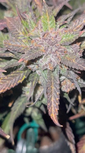 Strawberry Gorilla Auto explodiert in LILA 💜🍓