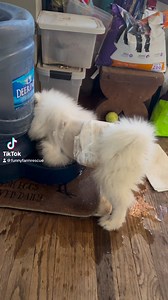 Thank you to all who came to the Funny Farm on this beautiful Winter day to see the animals. Also, thanks for joining us for our 201’st episode of our LIVE show. Please share your favorite pics in the comments below. Here…we have been getting complaints from the dogs that their water tastes like feet. | Funny Farm Rescue