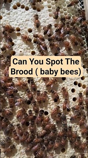 Inside the Hive: Honey Bee Brood Up Close 🐝 | Future Bees Developing #honeybees